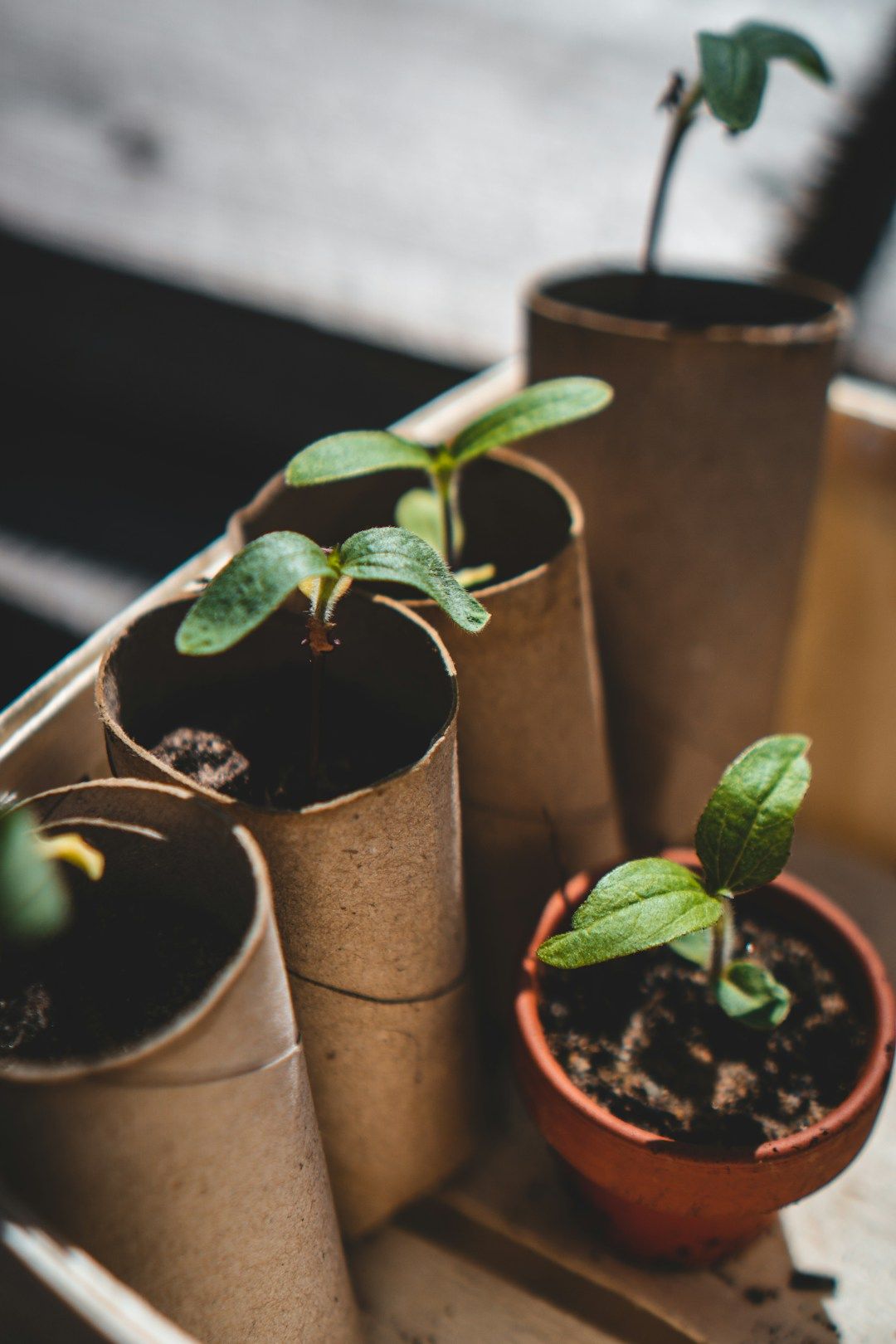 CPD: Primary Curricula Sustainability and Microbiology Integration