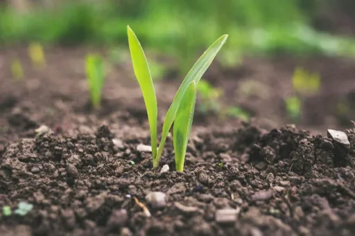 Year 3 Neuro-Inclusive Environment, Climate & Sustainability Curriculum: Term 1